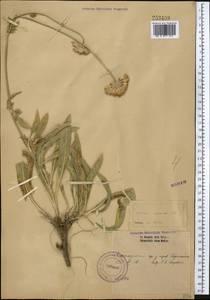 Lomelosia songarica (Schrenk ex Fisch. & C. A. Mey.) Soják, Middle Asia, Western Tian Shan & Karatau (M3) (Kazakhstan)