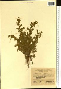 Artemisia scoparia Waldst. & Kit., Siberia, Russian Far East (S6) (Russia)