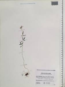 Cardamine tenuifolia Hook., Siberia, Baikal & Transbaikal region (S4) (Russia)