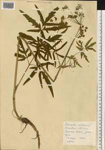 Heracleum sphondylium subsp. sibiricum (L.) Simonk., Eastern Europe, Central region (E4) (Russia)