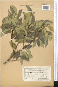 Celtis australis subsp. caucasica (Willd.) C. C. Townsend, Middle Asia, Western Tian Shan & Karatau (M3) (Kazakhstan)