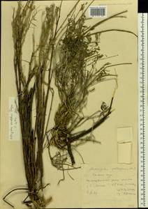 Astragalus pallescens Bieb., Eastern Europe, Rostov Oblast (E12a) (Russia)