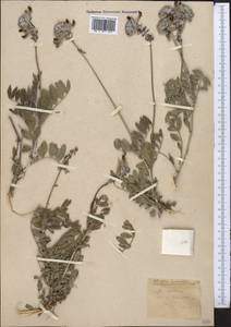 Astragalus speciosissimus Pavlov, Middle Asia, Western Tian Shan & Karatau (M3)