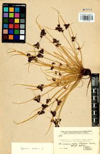 Cyperus fuscus L., Siberia, Baikal & Transbaikal region (S4) (Russia)