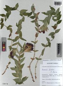 KUZ 000 388, Gentiana septemfida subsp. septemfida, Siberia, Altai & Sayany Mountains (S2) (Russia)