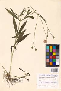 Succisella inflexa (Kluk) Beck, Eastern Europe, Belarus (E3a) (Belarus)