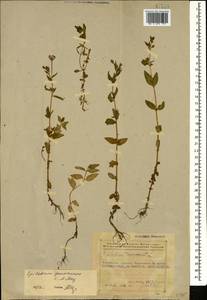 Epilobium gemmascens C.A.Mey., Caucasus, Azerbaijan (K6) (Azerbaijan)