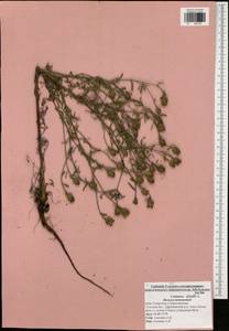 Centaurea pseudomaculosa Dobrocz, Eastern Europe, Central region (E4) (Russia)