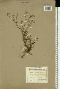 Centaurea diffusa Lam., Eastern Europe, North Ukrainian region (E11) (Ukraine)