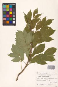 Fraxinus ornus L., Eastern Europe, West Ukrainian region (E13) (Ukraine)