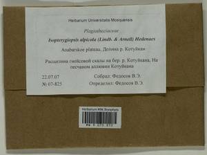 Isopterygiella alpicola (Lindb.) Ignatov & Ignatova, Bryophytes, Bryophytes - Krasnoyarsk Krai, Tyva & Khakassia (B17) (Russia)