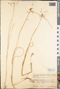 Allium oleraceum L., Eastern Europe, North Ukrainian region (E11) (Ukraine)