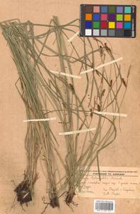 Carex schmidtii Meinsh., Siberia, Russian Far East (S6) (Russia)