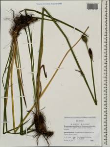 Iris sibirica L., Eastern Europe, Central region (E4) (Russia)
