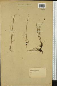 Juncus bulbosus L., Western Europe (EUR) (Germany)