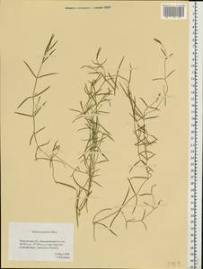 Stellaria palustris Ehrh. ex Retz., Eastern Europe, Moscow region (E4a) (Russia)