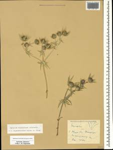 Eryngium billardierei F. Delaroche, Caucasus, Armenia (K5) (Armenia)