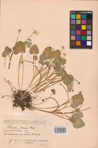 Ficaria verna Huds., Eastern Europe, Lower Volga region (E9) (Russia)