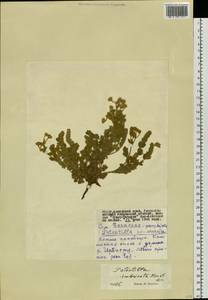 Sibbaldianthe imbricata (Kar. & Kir.) Mosyakin & Shiyan, Siberia, Altai & Sayany Mountains (S2) (Russia)