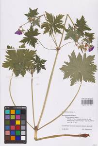 Geranium pratense L., Eastern Europe, Central forest-and-steppe region (E6) (Russia)