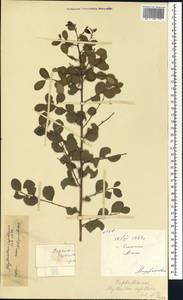 Phyllanthus nummulariifolius Poir., Africa (AFR) (Mali)