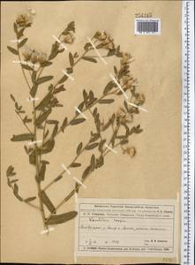 Karelinia caspia (Pall.) Less., Middle Asia, Muyunkumy, Balkhash & Betpak-Dala (M9) (Kazakhstan)