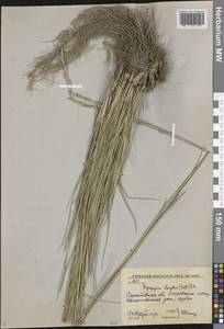 Thinopyrum elongatum (Host) D.R.Dewey, Eastern Europe, Lower Volga region (E9) (Russia)