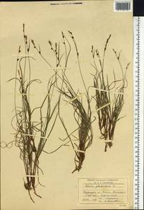 Carex globularis L., Siberia, Baikal & Transbaikal region (S4) (Russia)