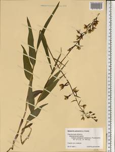 Epipactis palustris (L.) Crantz, Eastern Europe, Western region (E3) (Russia)