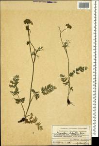 Pimpinella rhodantha Boiss., Caucasus, Krasnodar Krai & Adygea (K1a) (Russia)