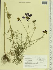 Cosmos bipinnatus Cav., Eastern Europe, Central region (E4) (Russia)