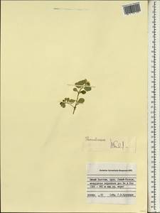 Malvaceae, South Asia, South Asia (Asia outside ex-Soviet states and Mongolia) (ASIA) (Vietnam)