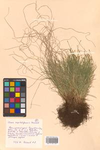 Carex onoei Franch. & Sav., Siberia, Russian Far East (S6) (Russia)