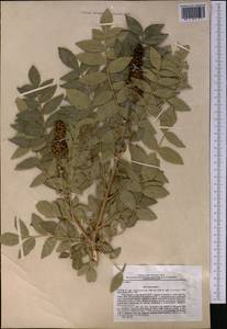 Rhus coriaria L., Middle Asia, Pamir & Pamiro-Alai (M2) (Uzbekistan)