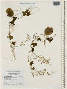 Echinocystis lobata (Michx.) Torr. & Gray, Crimea (KRYM) (Russia)