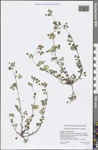 Medicago orbicularis (L.) Bartal., South Asia, South Asia (Asia outside ex-Soviet states and Mongolia) (ASIA) (Turkey)
