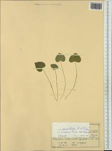 Viola epipsila subsp. repens (Turcz.) W. Becker, Western Europe (EUR) (Norway)