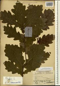 Quercus robur L., Caucasus, Black Sea Shore (from Novorossiysk to Adler) (K3) (Russia)