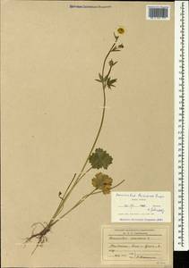 Ranunculus baidarae Rupr., Caucasus, South Ossetia (K4b) (South Ossetia)