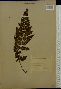 Dryopteris cristata (L.) A. Gray, Eastern Europe, Central forest region (E5) (Russia)