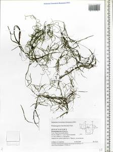 Potamogeton berchtoldii Fieber, Eastern Europe, Central region (E4) (Russia)