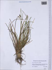 Sesleria caerulea (L.) Ard., Western Europe (EUR) (Germany)