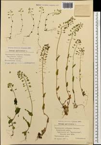 Microthlaspi perfoliatum (L.) F. K. Mey., Caucasus, Black Sea Shore (from Novorossiysk to Adler) (K3) (Russia)