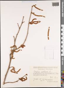 Corylus avellana L., Caucasus, North Ossetia, Ingushetia & Chechnya (K1c) (Russia)