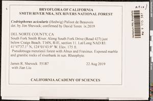 Codriophorus acicularis (Hedw.) P. Beauv., Bryophytes, Bryophytes - America (BAm) (United States)