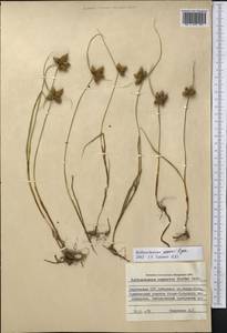 Bolboschoenus maritimus subsp. affinis (Roth) T.Koyama, Middle Asia, Northern & Central Tian Shan (M4) (Kyrgyzstan)