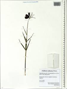 Fritillaria ruthenica Wikst., Eastern Europe, Eastern region (E10) (Russia)