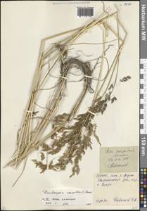 Deschampsia cespitosa (L.) P.Beauv., Caucasus, North Ossetia, Ingushetia & Chechnya (K1c) (Russia)