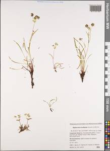 Bupleurum triradiatum Adams ex Hoffm., Siberia, Russian Far East (S6) (Russia)