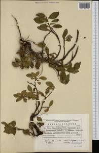 Salix arctica Pall., Eastern Europe, Eastern region (E10) (Russia)